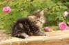 phebe1month36_small.jpg