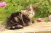phebe1month39_small.jpg