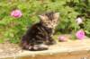 phebe1month3_small.jpg