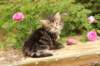 phebe1month4_small.jpg