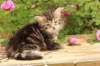 phebe1month5_small.jpg