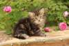 phebe1month7_small.jpg
