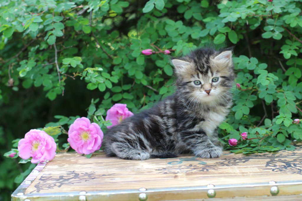 phebe5weeks1.jpg