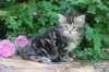 phebe5weeks10_small.jpg