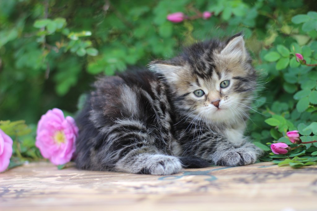 phebe5weeks14.jpg
