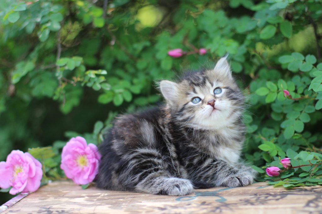 phebe5weeks15.jpg