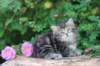 phebe5weeks16_small.jpg