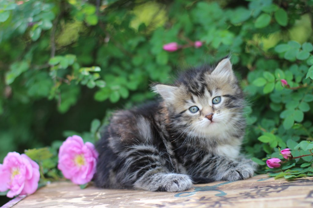 phebe5weeks17.jpg