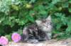 phebe5weeks20_small.jpg