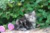phebe5weeks21_small.jpg