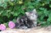 phebe5weeks22_small.jpg
