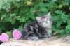 phebe5weeks23_small.jpg
