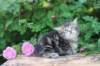 phebe5weeks24_small.jpg