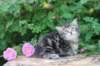 phebe5weeks25_small.jpg