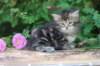 phebe5weeks26_small.jpg