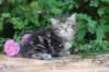 phebe5weeks27_small.jpg