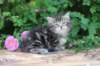 phebe5weeks28_small.jpg