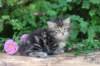 phebe5weeks29_small.jpg