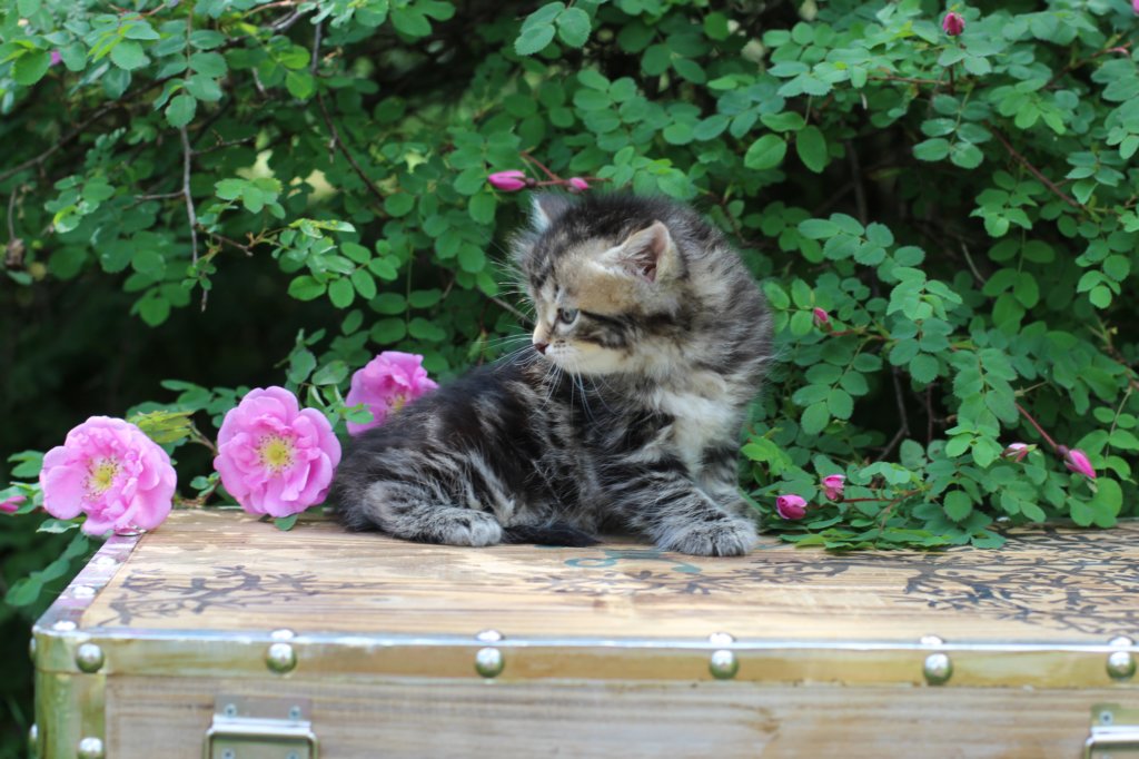 phebe5weeks3.jpg