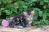 phebe5weeks30_small.jpg