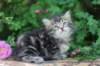 phebe5weeks31_small.jpg