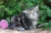 phebe5weeks32_small.jpg