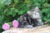 phebe5weeks33_small.jpg