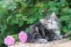 phebe5weeks34_small.jpg