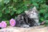 phebe5weeks35_small.jpg
