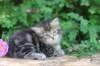 phebe5weeks36_small.jpg