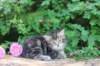 phebe5weeks37_small.jpg
