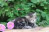 phebe5weeks38_small.jpg