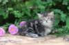 phebe5weeks39_small.jpg