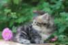 phebe5weeks41_small.jpg