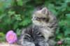 phebe5weeks42_small.jpg