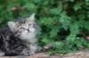 phebe5weeks47_small.jpg