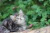 phebe5weeks48_small.jpg