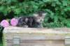 phebe5weeks50_small.jpg