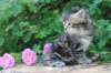 phebe5weeks6_small.jpg
