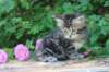 phebe5weeks9_small.jpg