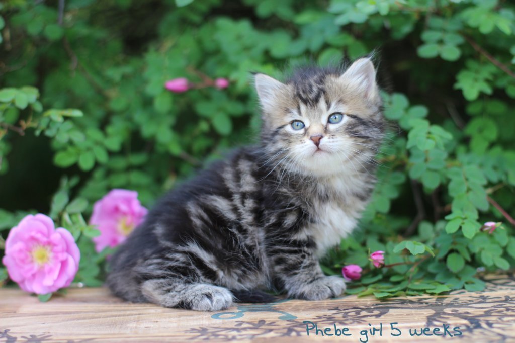 phebeimg_3416.jpg