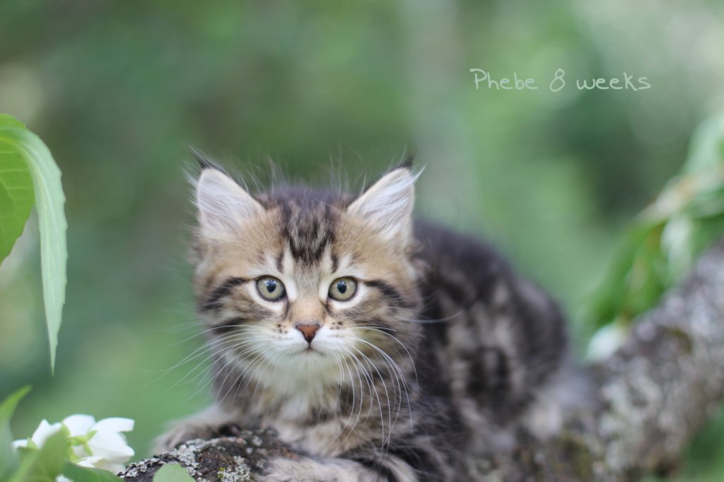 phebe8weeks771.jpg