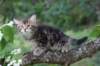 phebe8weeks7710_small.jpg