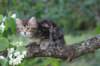 phebe8weeks7711_small.jpg