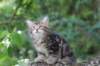 phebe8weeks7713_small.jpg