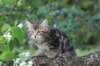 phebe8weeks7714_small.jpg
