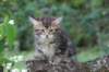 phebe8weeks7715_small.jpg