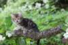 phebe8weeks7717_small.jpg