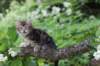 phebe8weeks7718_small.jpg