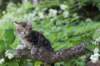 phebe8weeks7719_small.jpg
